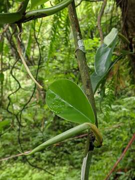 Image of Rhaphidophora hongkongensis Schott