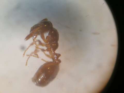 Image of Monomorium monomorium Bolton 1987