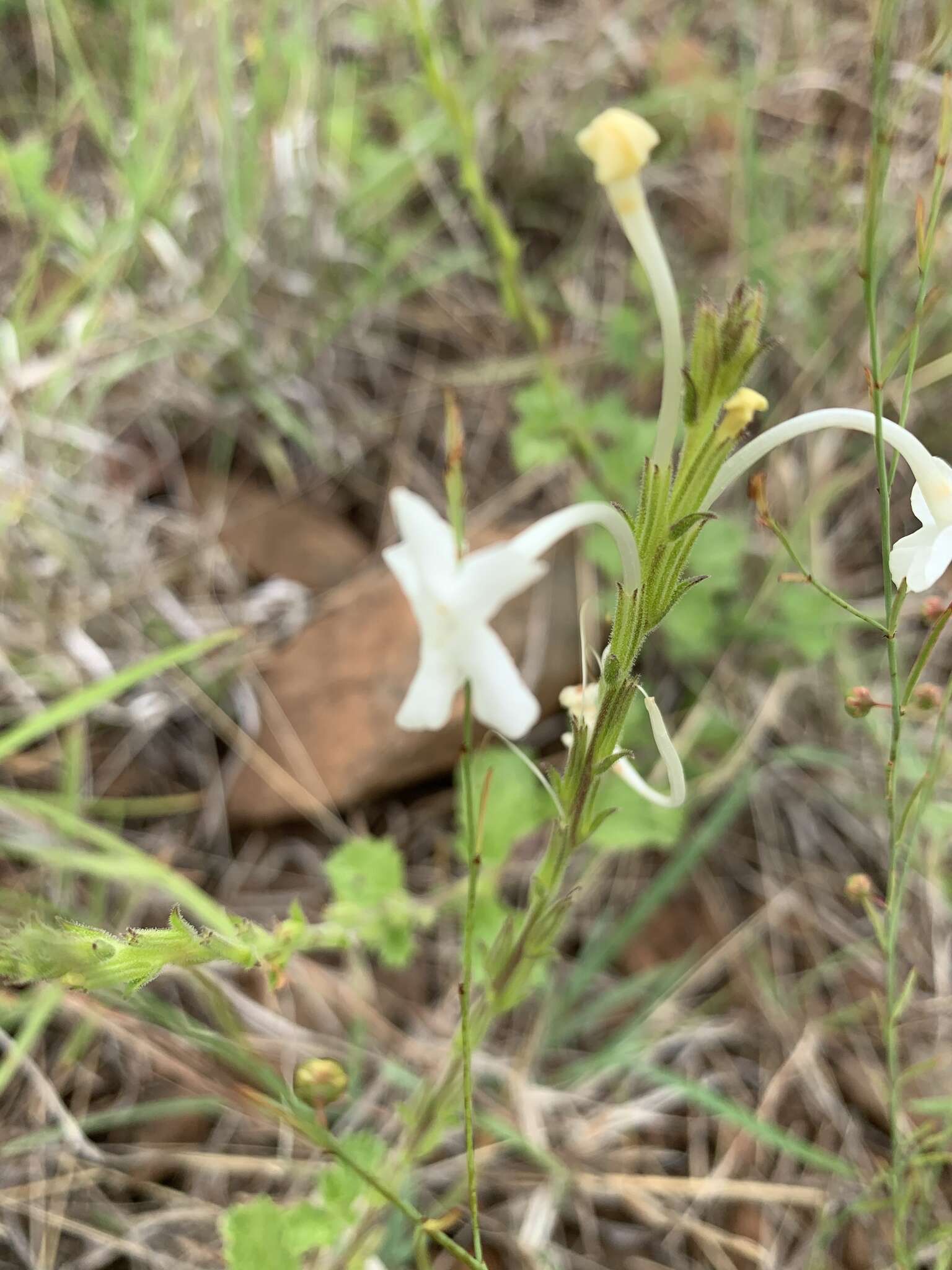 Imagem de Chascanum hederaceum var. natalense (H. Pearson) Moldenke