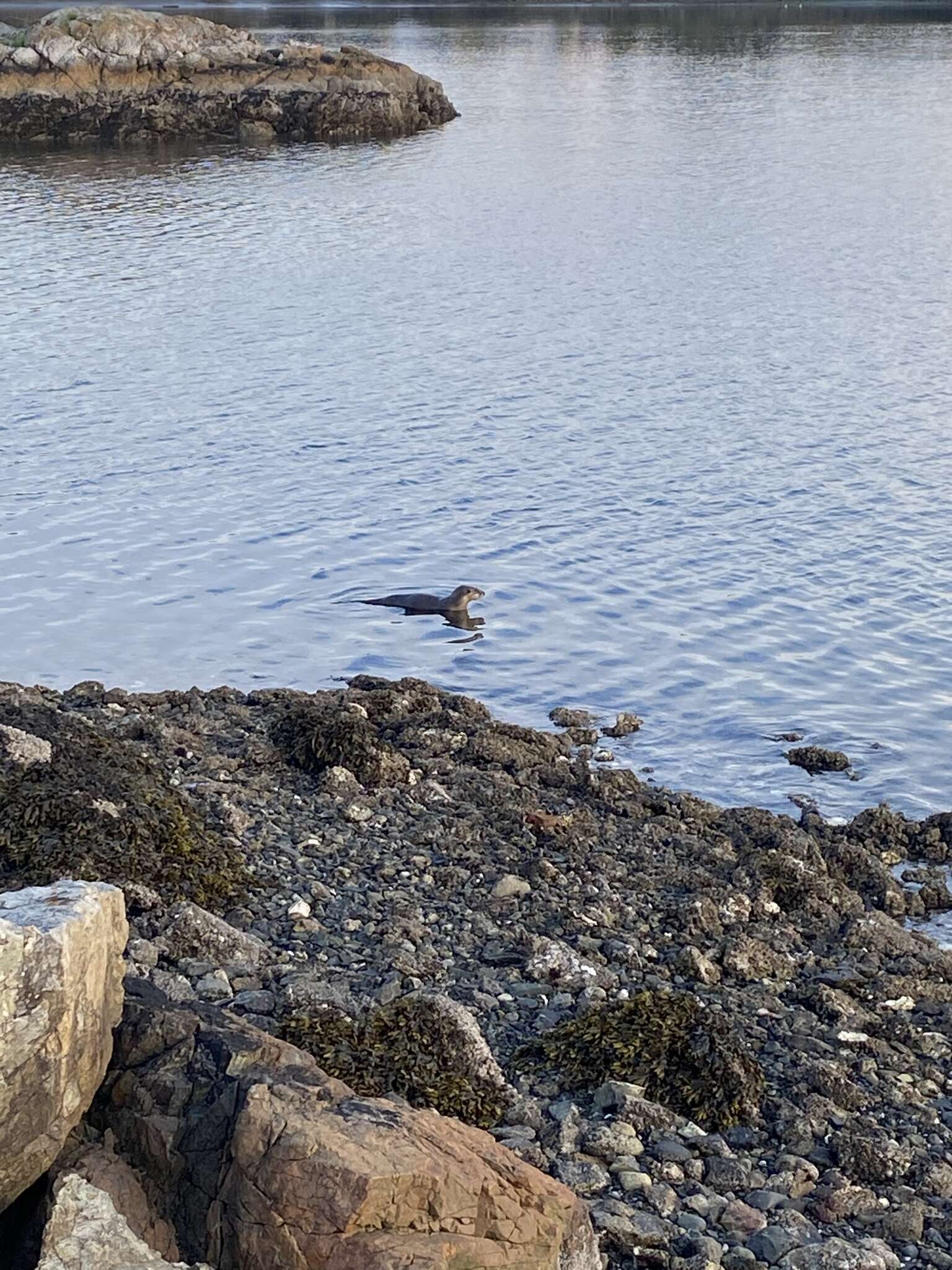 Plancia ëd Lontra canadensis pacifica (Rhoads 1898)