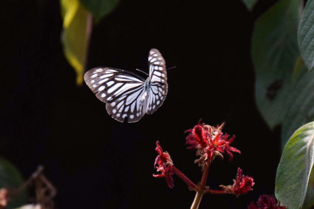 Image of <i>Pareronia hippia</i>