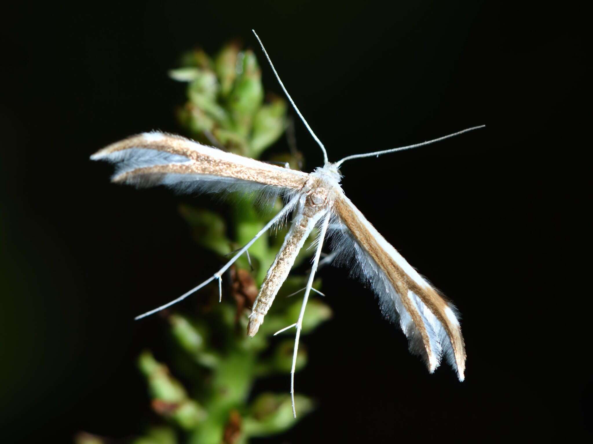 Image of <i>Pterophorus furcatalis</i>