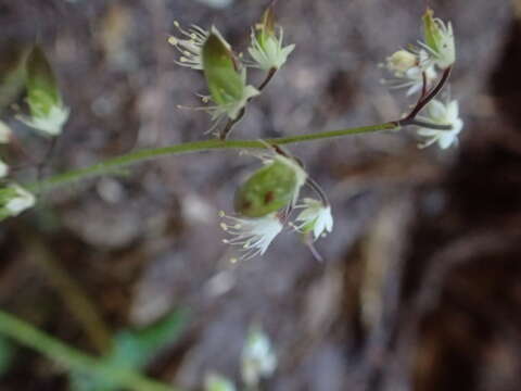 Image of oneleaf foamflower