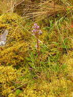 Image of Valeriana pilosa Ruiz & Pav.