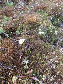 Imagem de Cardamine victoris N. Busch