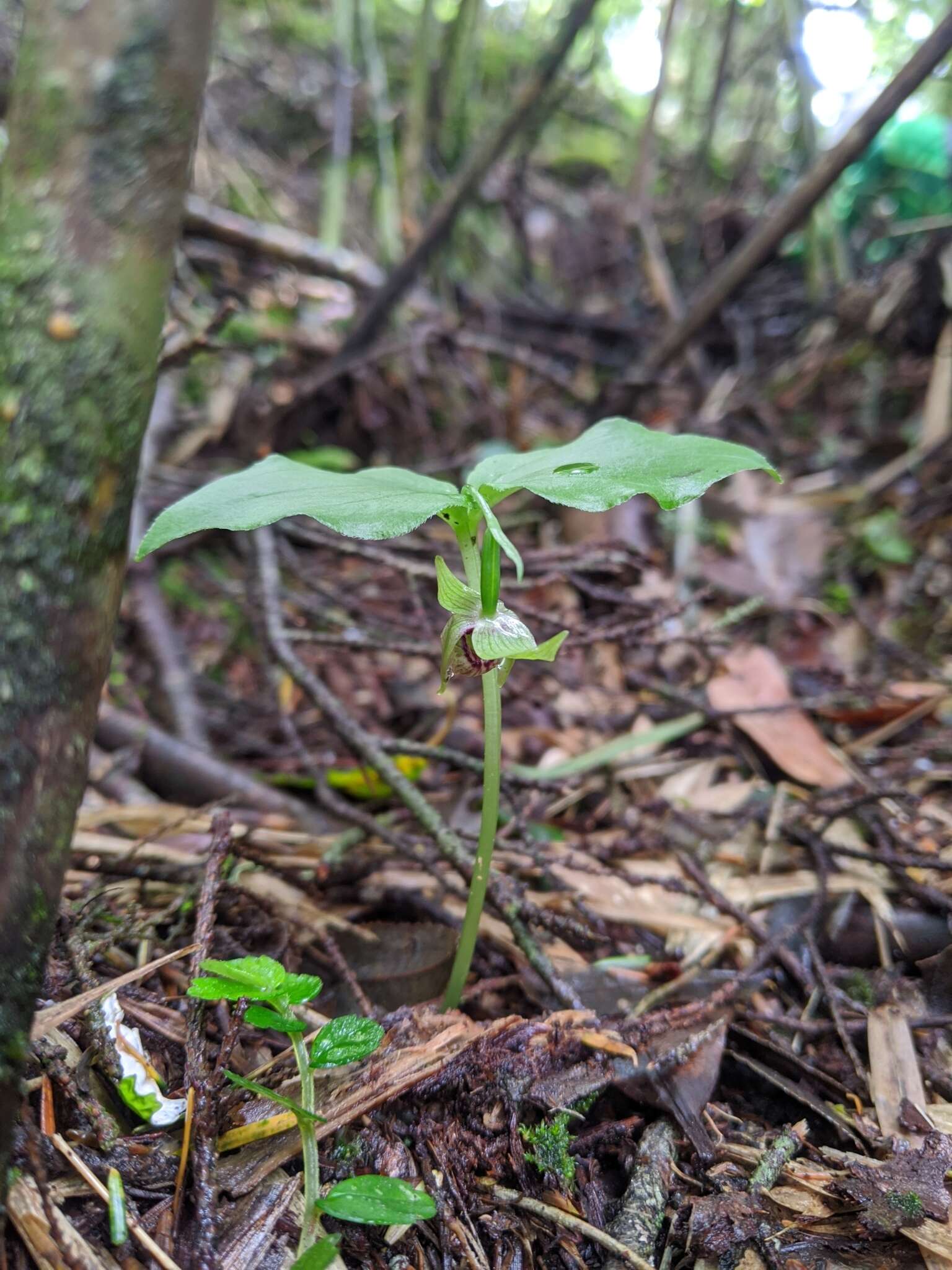 Image of Cypripedium debile Rchb. fil.