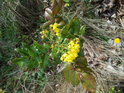 Image of Hollyleaved barberry