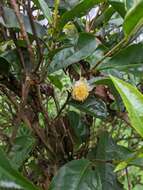 Camellia sinensis var. assamica (Masters) Kitamura resmi