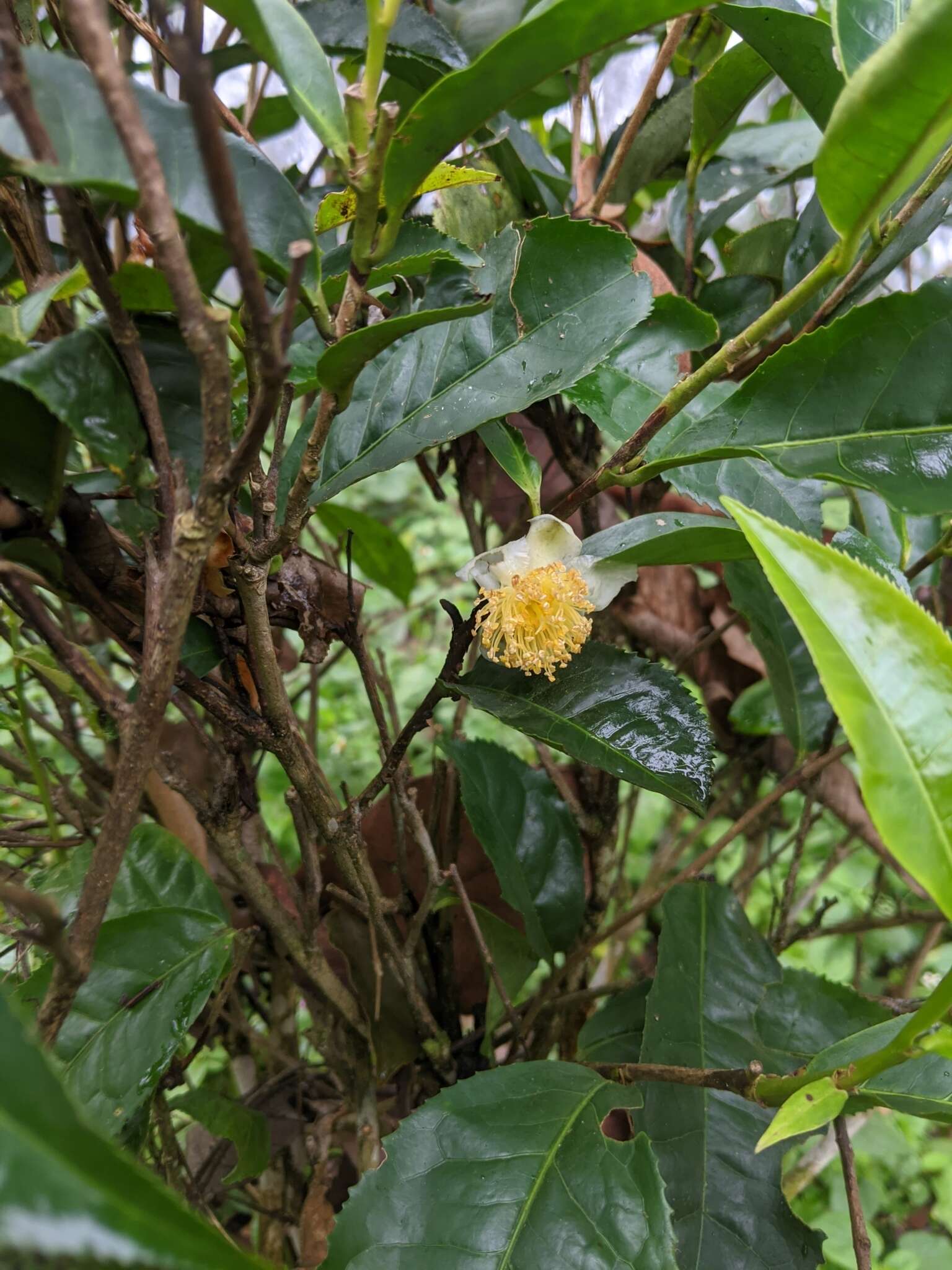 Imagem de Camellia sinensis var. assamica (Masters) Kitamura