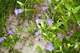 Image of Canterbury Bells