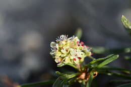 Image of Knorringia sibirica subsp. thomsonii (Meisner) S. P. Hong