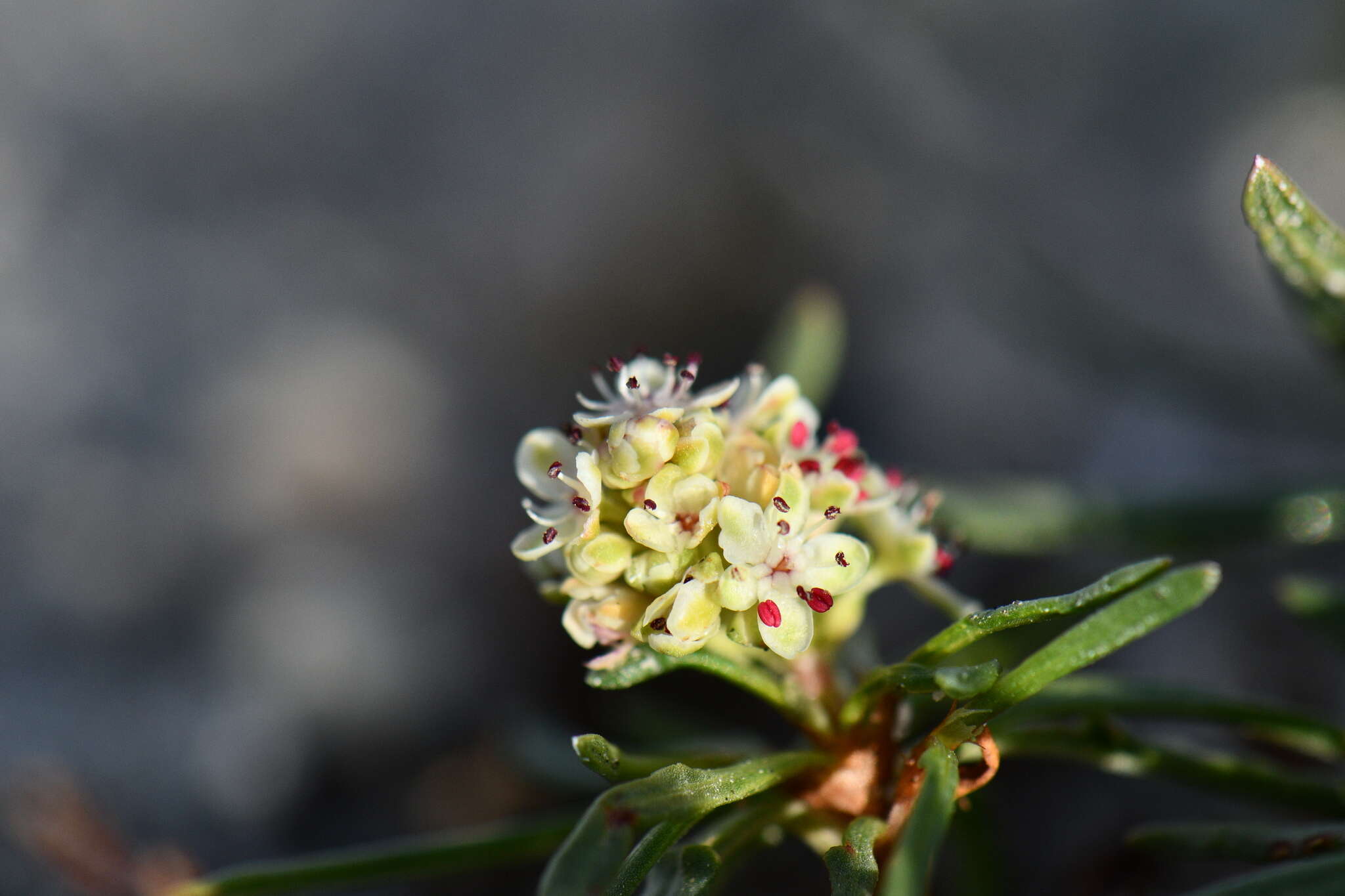 Image of Knorringia sibirica subsp. thomsonii (Meisner) S. P. Hong