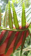 Image of Pitted Potato Fern