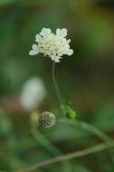 Image of Scabiosa bipinnata C. Koch