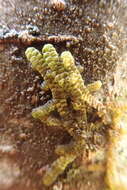 Image of Cliff Scalewort