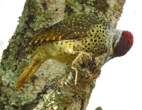 Image of Campethera cailliautii nyansae (Neumann 1900)