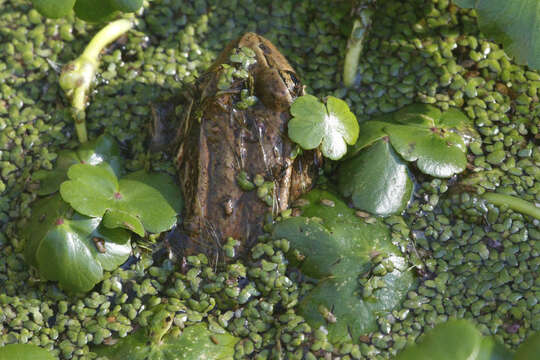 Image of Common Duckweed