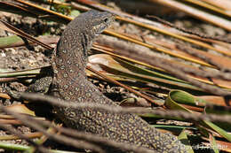 Imagem de Varanus timorensis Gray 1831