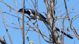 Image of Magpie-jay