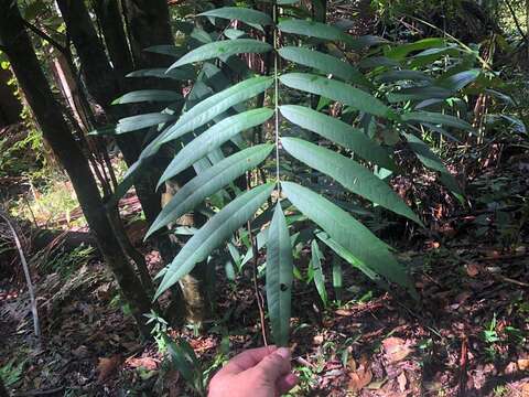 Image of Ailanthus triphysa (Dennst.) Alston