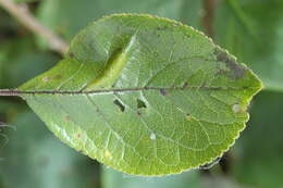 Image of Phyllonorycter cerasicolella (Herrich-Schäffer 1855)