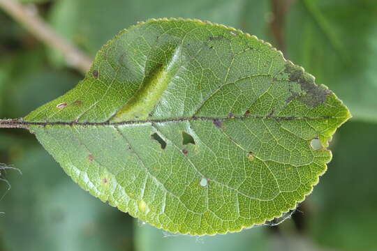Слика од Phyllonorycter cerasicolella (Herrich-Schäffer 1855)