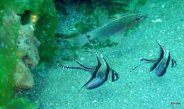 Image of Cardinal fish