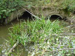 Image of Branched Bur-reed