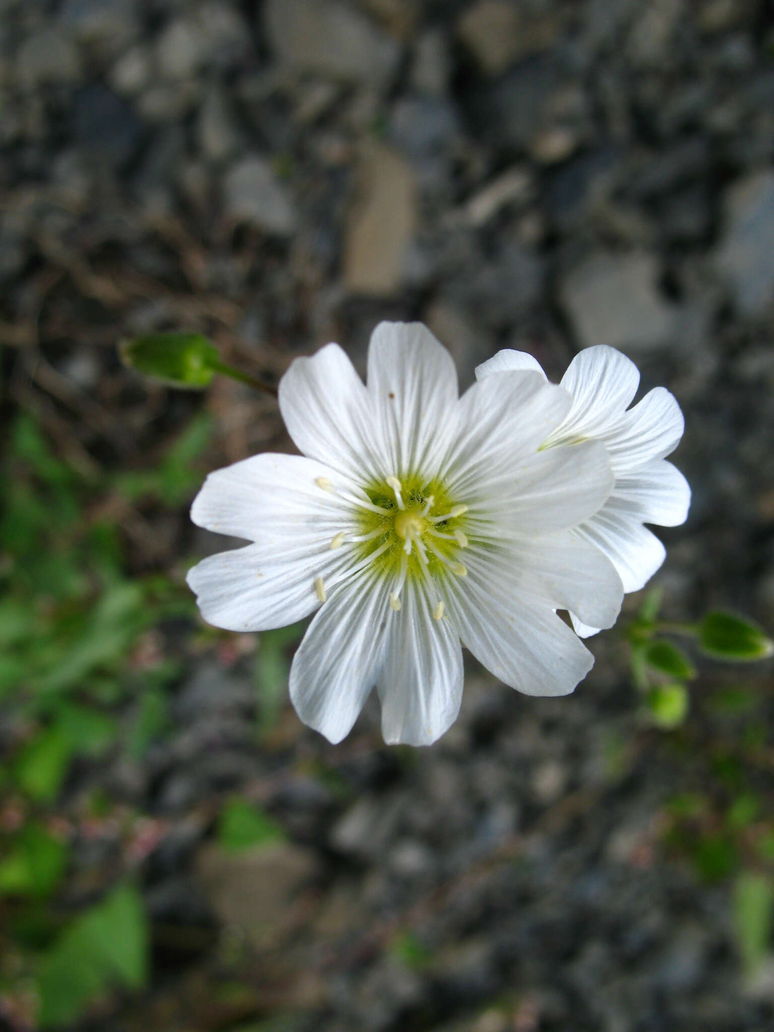 Слика од Cerastium multiflorum C. A. Mey.