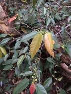 Image of Ficus sarmentosa var. nipponica (Franch. & Savatier) Corner