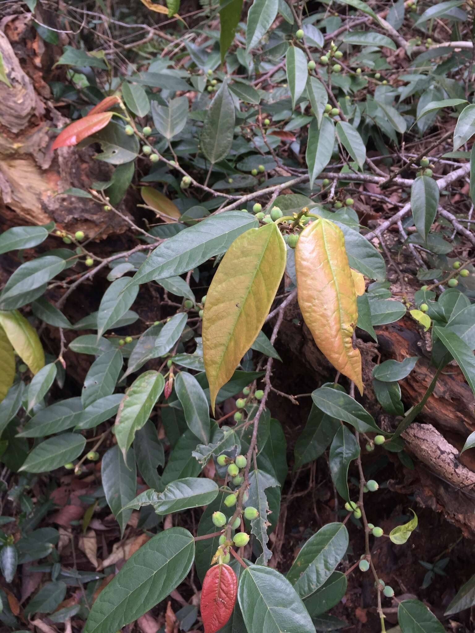 Image of Ficus sarmentosa var. nipponica (Franch. & Savatier) Corner