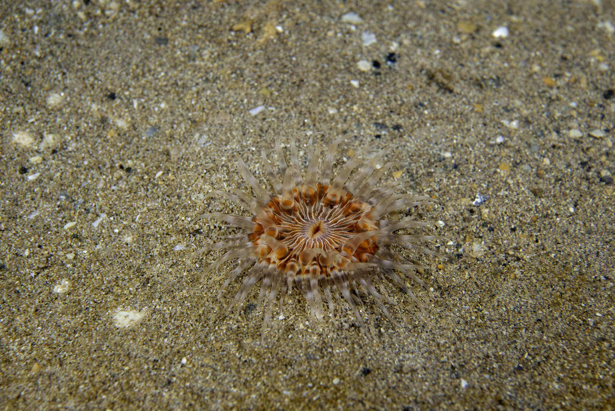 Слика од Sagartiogeton laceratus (Dalyell 1848)