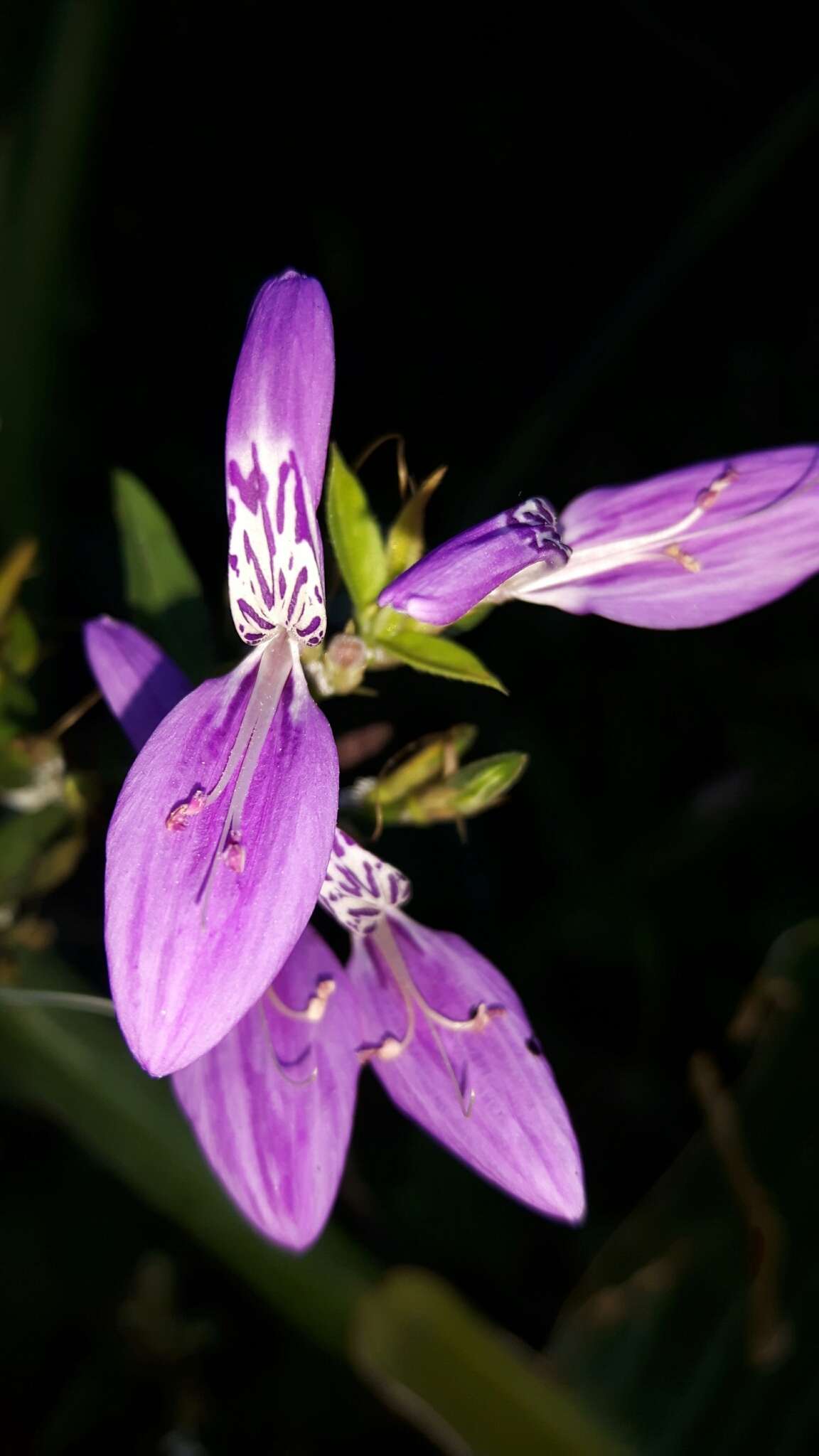 Image of Dicliptera cernua (Nees) J. C. Manning & Goldblatt