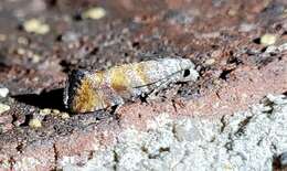 Image of Nantucket Pine Tip Moth