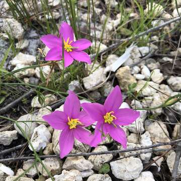 Image of largeflower rose gentian