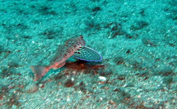 Image of Rock Gurnard