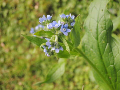 Image of Ceylon hound's tongue