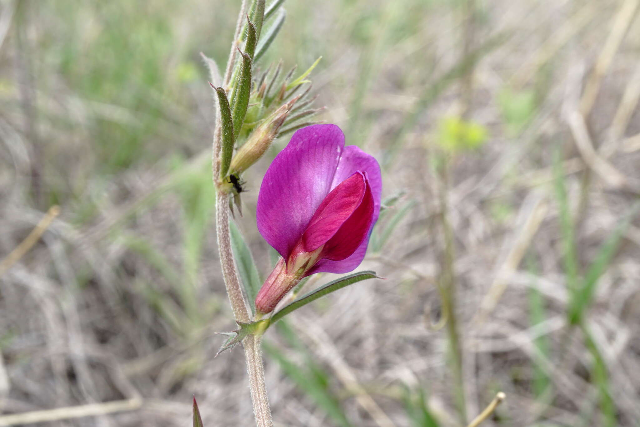 Image of subterranean vetch