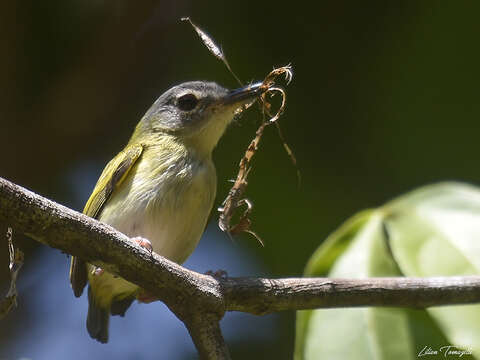 Image of Short-tailed Pygmy Tyrant