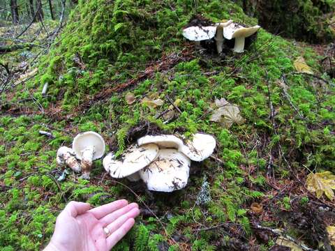 Image of White Matsutake