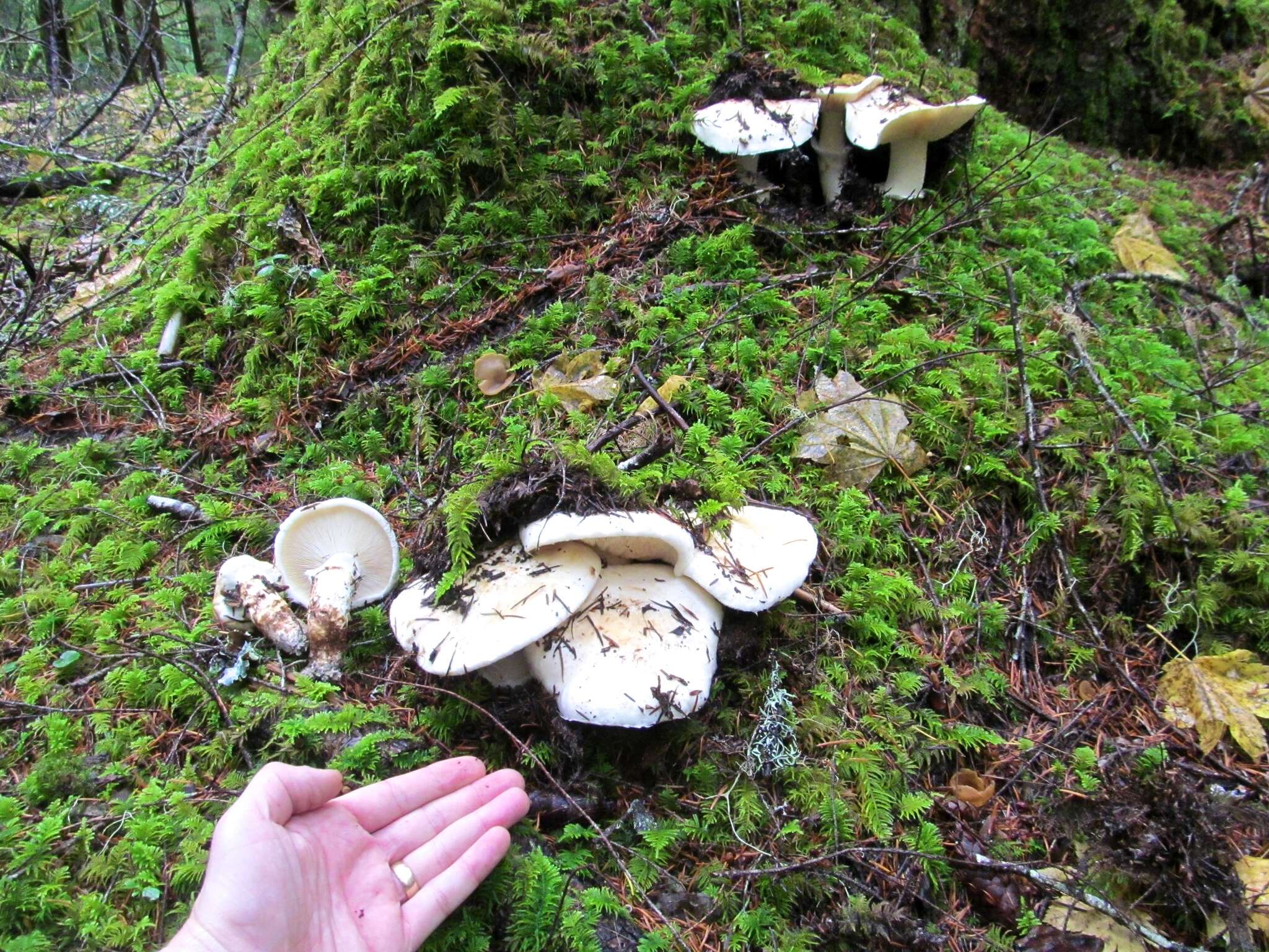 Image of White Matsutake