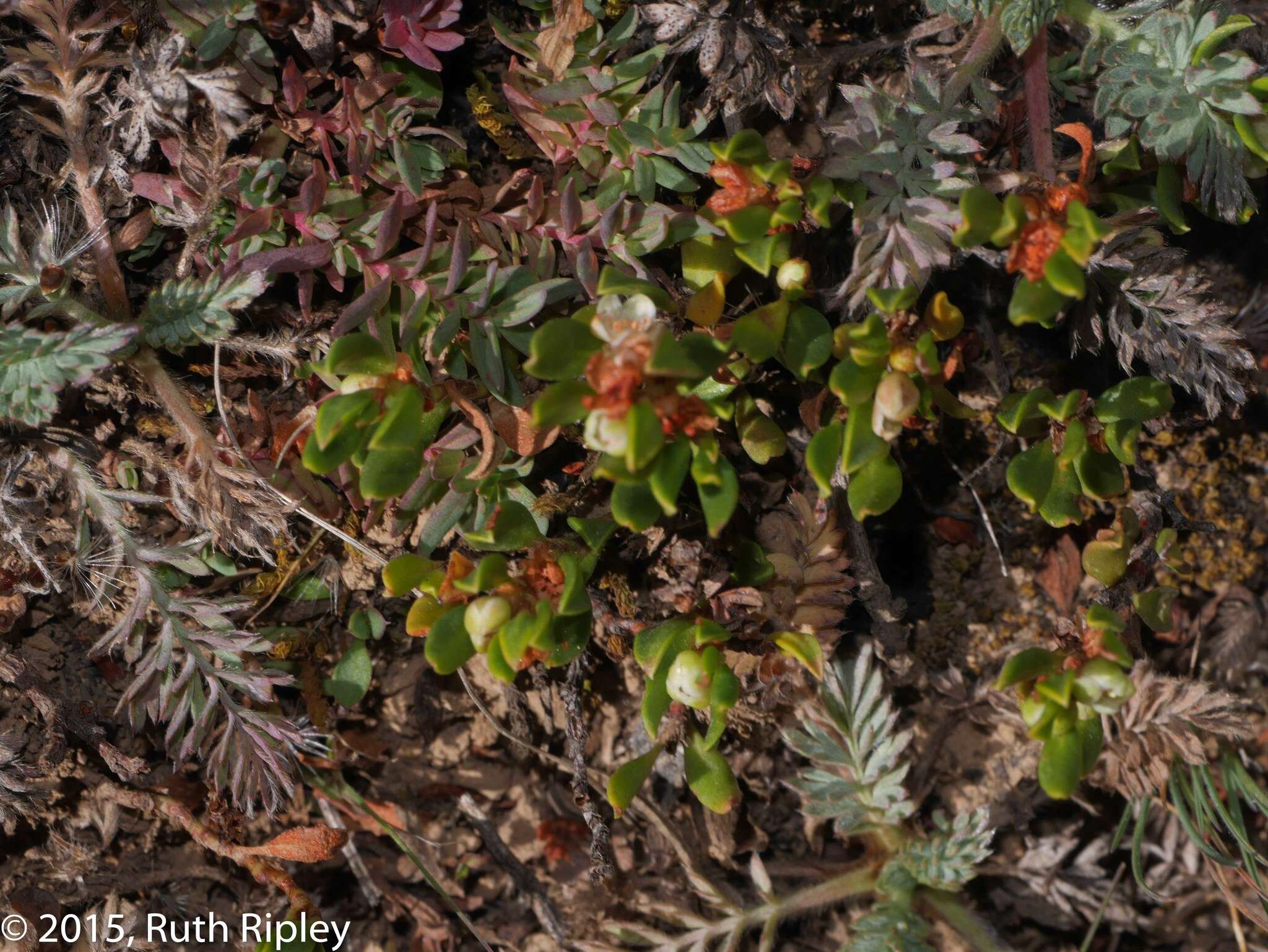 Image of Muehlenbeckia volcanica (Benth.) Endlicher