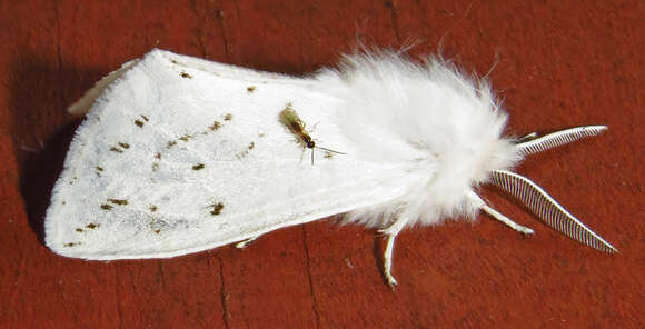 Image of Agreeable Tiger Moth