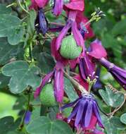 Image of Passiflora umbilicata (Griseb.) Harms