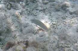 Image of Slippery Dick