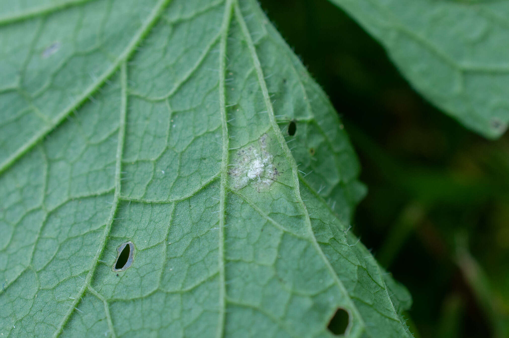 Image of Hyaloperonospora niessliana (Berl.) Constant. 2002