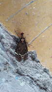 Image of Phrictus quinquepartitus Distant 1883