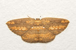 Image of Drapetodes magnifica Swinhoe 1902