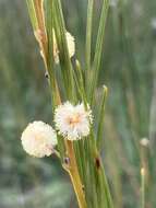 Image of Acacia ptychoclada Maiden & Blakely