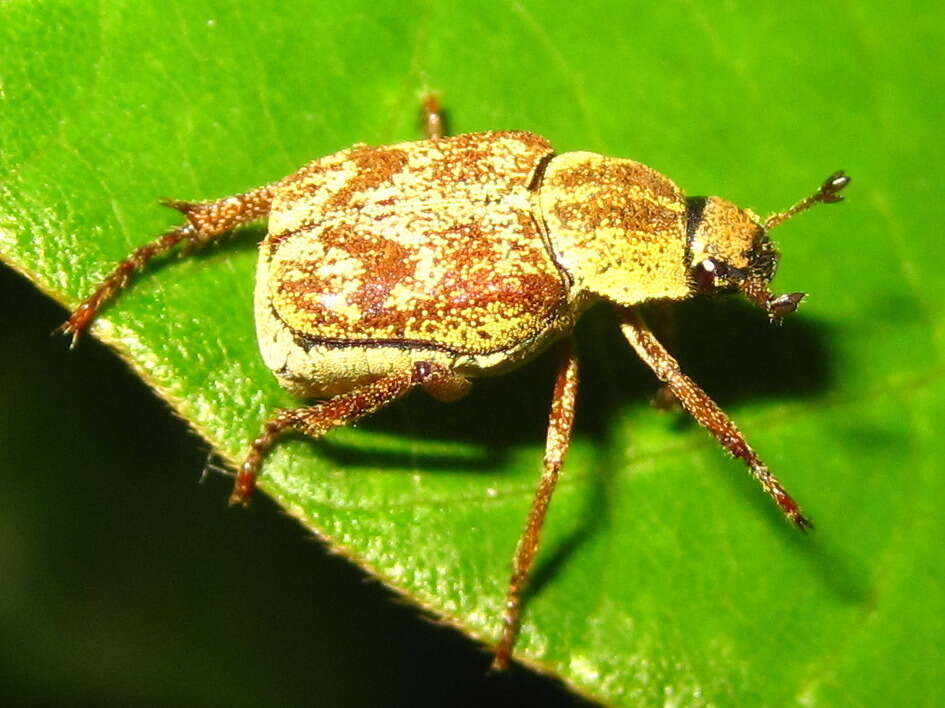 Image of Ectinohoplia rufipes (Motschulsky 1860)